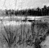 Marshland in Lyndesfarne